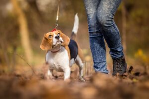 The powerful pastor in Pretoria Does Prayers For Healing Sick Pets